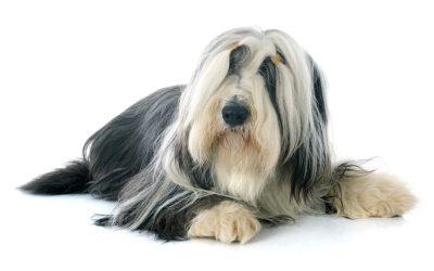 Langhaar met ondervacht