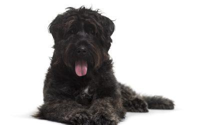 Bouvier des Flandres